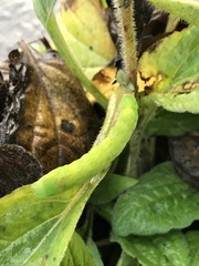 Phlogophora meticulosa