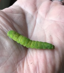 Phlogophora meticulosa