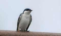 Pygochelidon cyanoleuca
