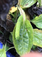 Phlogophora meticulosa