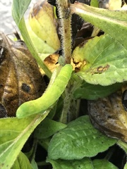 Phlogophora meticulosa