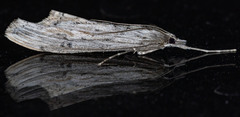 Evergestis angustalis