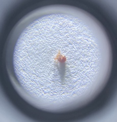 Amblyomma americanum