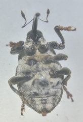 Glocianus