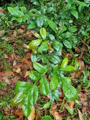 Ochna kirkii