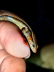 Subdoluseps bowringii