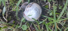 Helix straminea