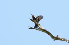 Brachygalba lugubris