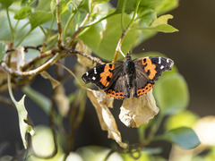 Vanessa vulcania