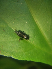 Tridactylidae