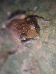 Pseudophilautus wynaadensis