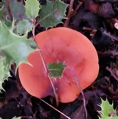 Lactarius atlanticus