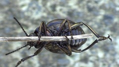 Timarcha pimelioides