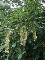 Alvaradoa amorphoides