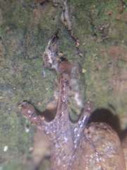 Pseudophilautus wynaadensis