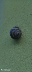 Helix straminea