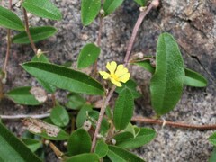 Hibbertia fractiflexa