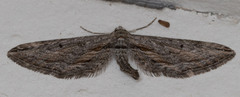 Eupithecia