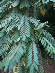 Alvaradoa amorphoides