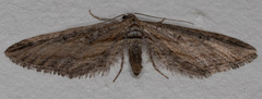 Eupithecia