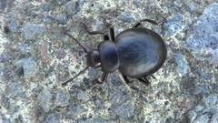 Timarcha pimelioides