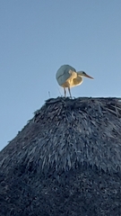 Ardea herodias occidentalis