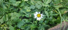 Bellis perennis