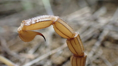Buthus elongatus