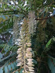 Alvaradoa amorphoides