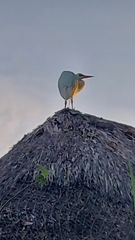 Ardea herodias occidentalis