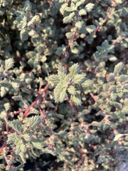 Forsskaolea tenacissima