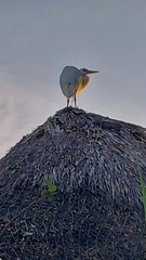 Ardea herodias occidentalis