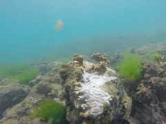 Millepora alcicornis