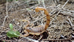 Buthus elongatus