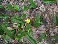 Hibbertia fractiflexa
