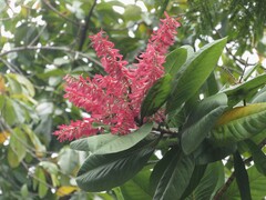 Triplaris americana