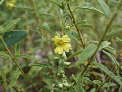 Hibbertia auriculiflora