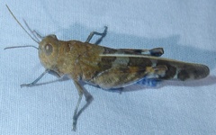 Leprus intermedius