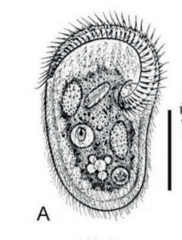 Peritromus faurei