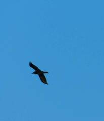 Corvus corax