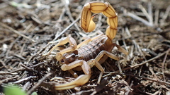 Buthus elongatus