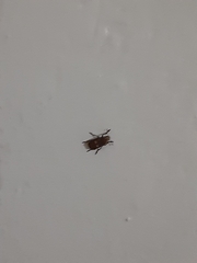 Euparius