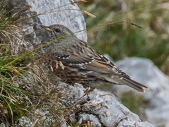 Prunella collaris collaris