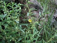 Hibbertia auriculiflora