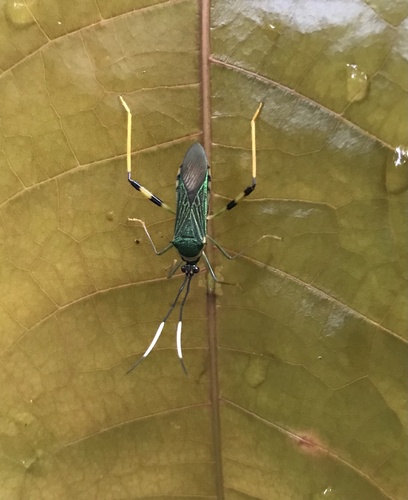 Petalops thoracicus