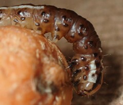 Papaipema harrisii