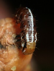 Papaipema harrisii
