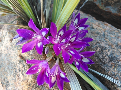 Image of Babiana dregei by (c) Brian du Preez, some rights reserved (CC BY-SA)