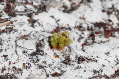 Eriocaulaceae