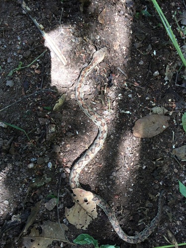 Western Hognose Viper